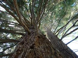 Sequoia- Tree